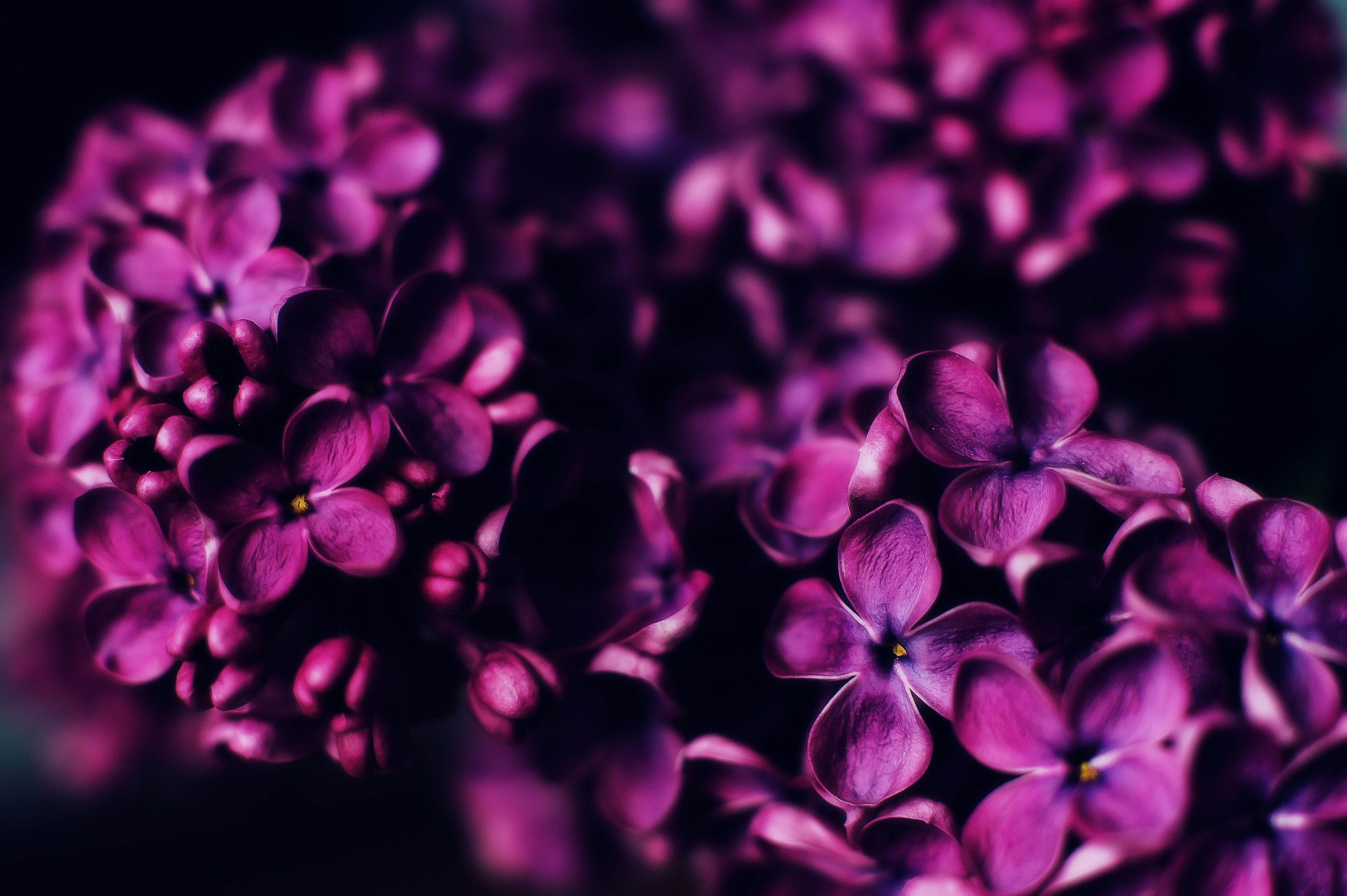 adam-przeniewski-1581840-unsplash