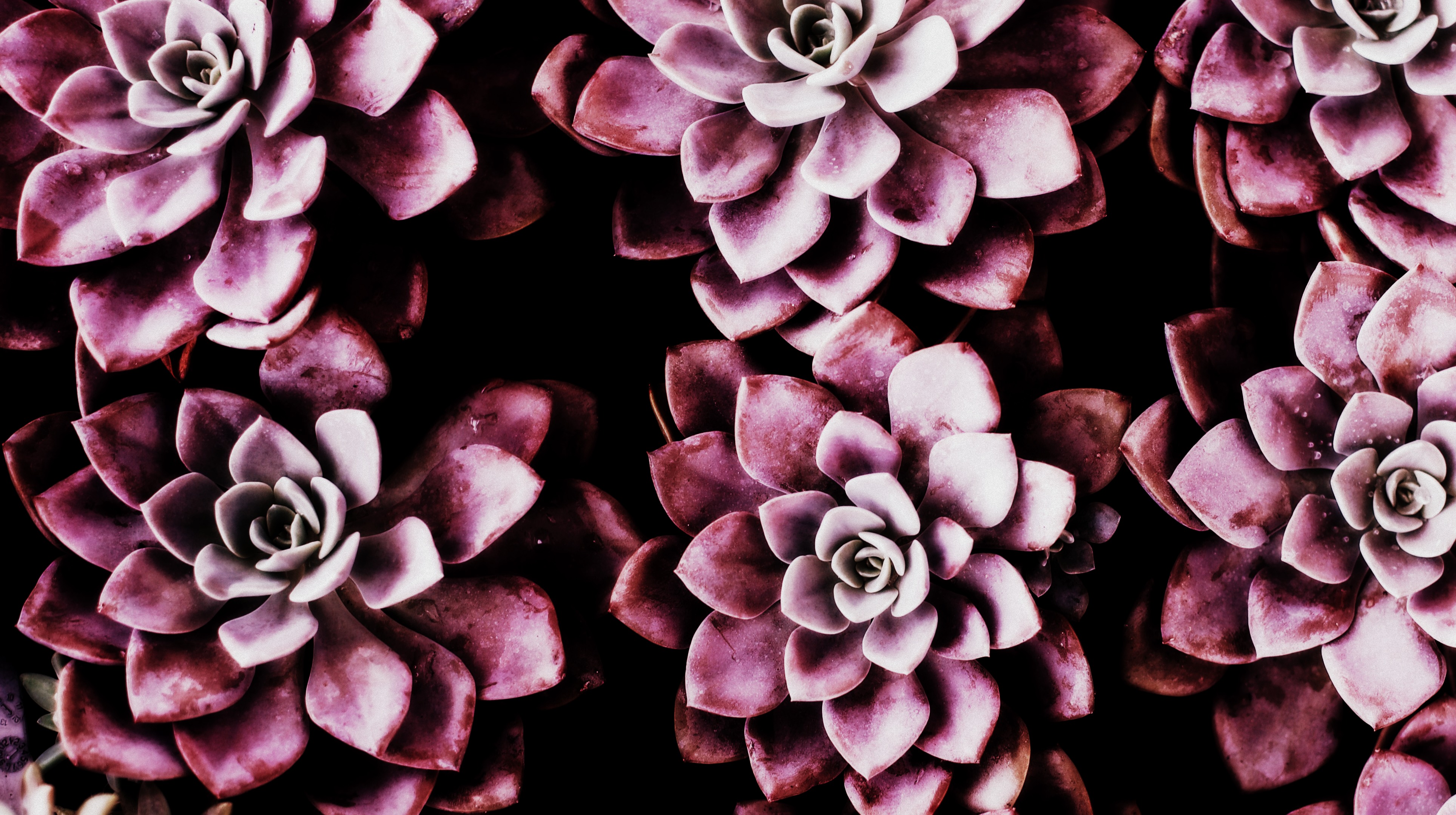 annie-spratt-256177-unsplash